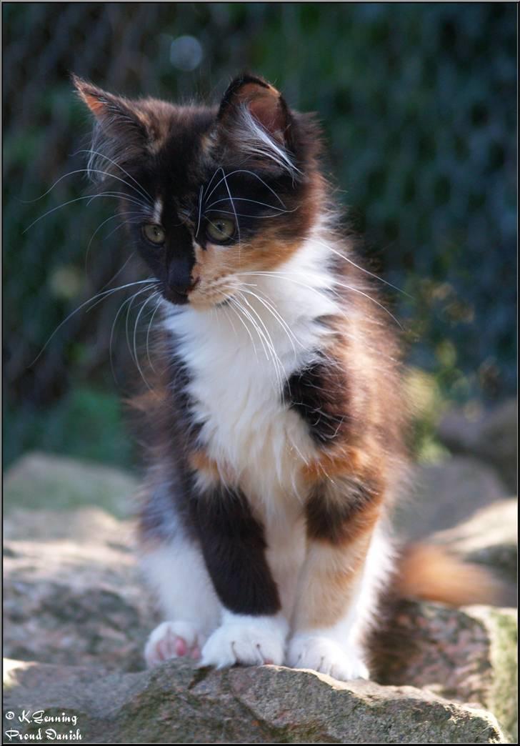 Maine Coon DK Proud Danish MoonShadow billede 10