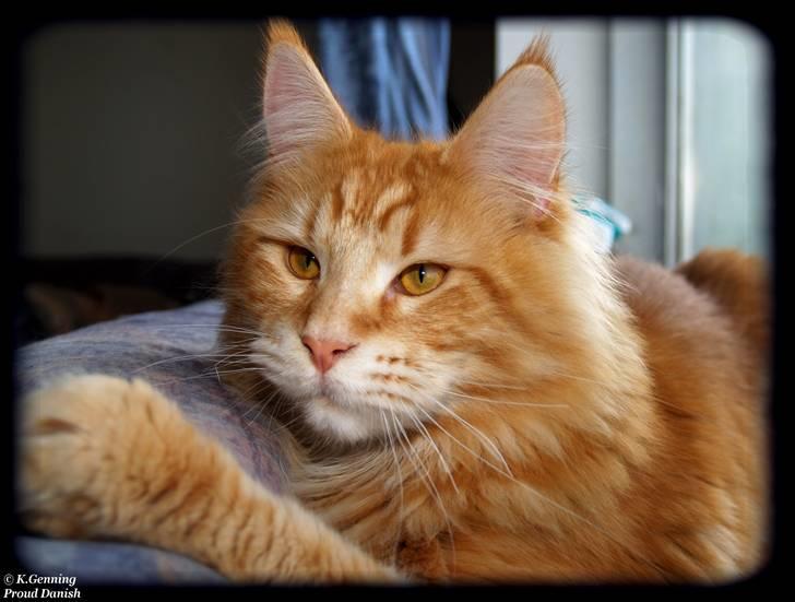 Maine Coon DK Proud Danish MoonLight billede 10