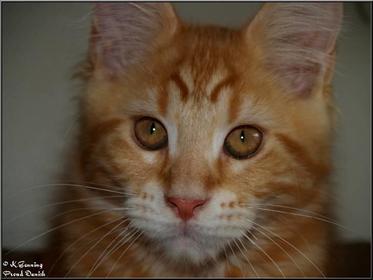 Maine Coon DK Proud Danish MoonLight billede 7