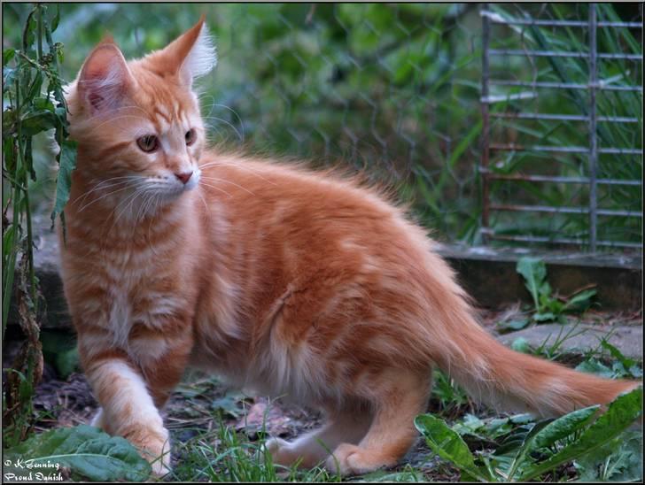 Maine Coon DK Proud Danish MoonLight billede 11