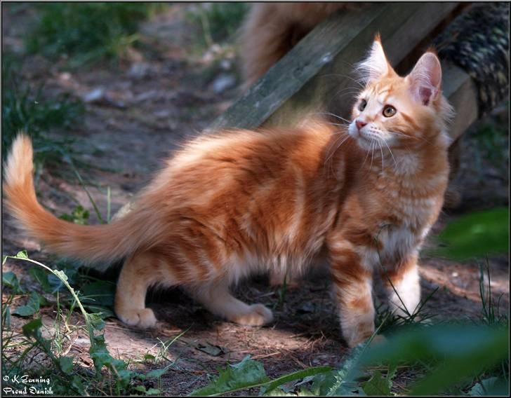 Maine Coon DK Proud Danish MoonLight billede 12