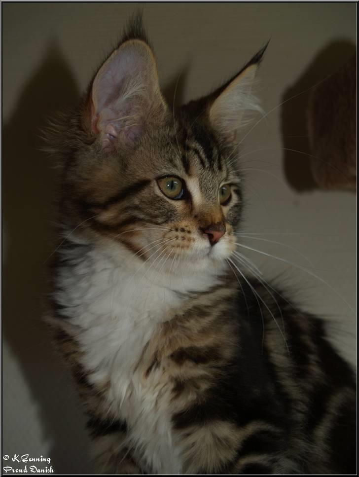Maine Coon DK Proud Danish MoonDancer billede 19