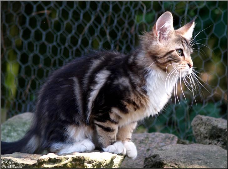 Maine Coon DK Proud Danish MoonDancer billede 20