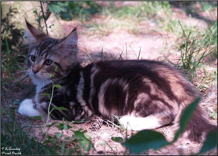 Maine Coon DK Proud Danish MoonDancer billede 21