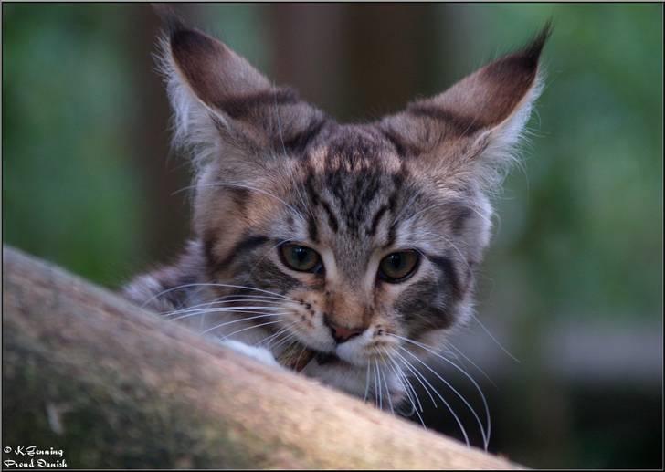 Maine Coon DK Proud Danish MoonDancer billede 22