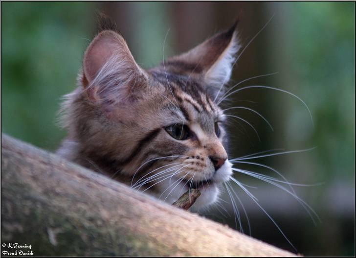 Maine Coon DK Proud Danish MoonDancer billede 23
