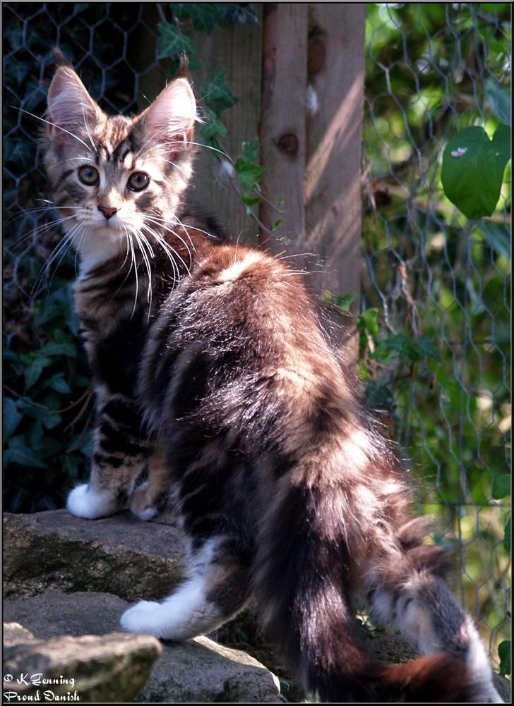 Maine Coon DK Proud Danish MoonDancer billede 24