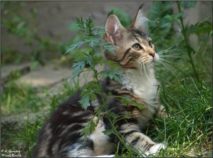 Maine Coon DK Proud Danish MoonDancer billede 25