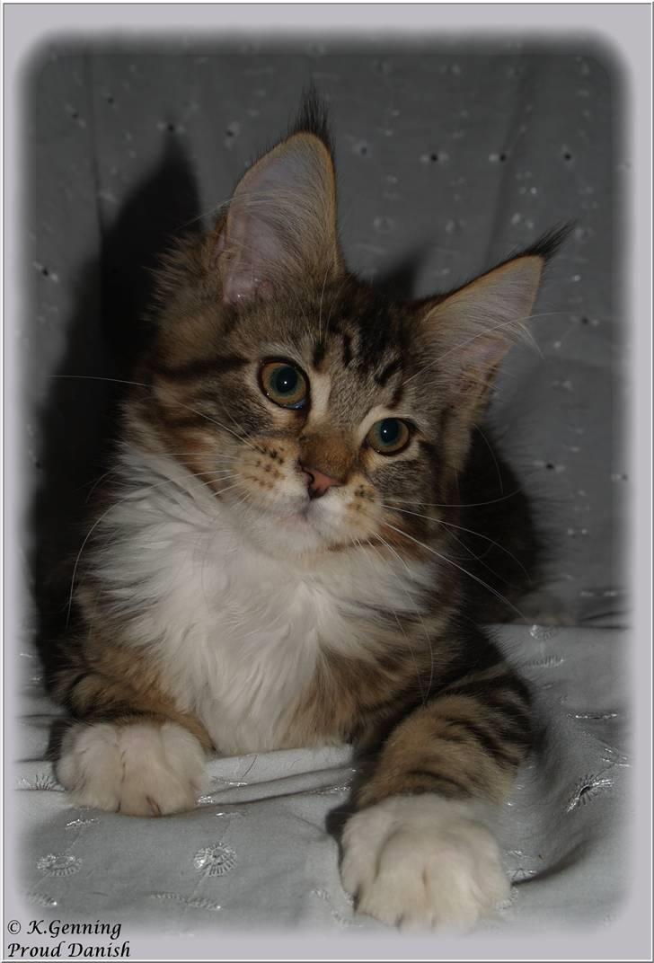 Maine Coon DK Proud Danish MoonDancer billede 26