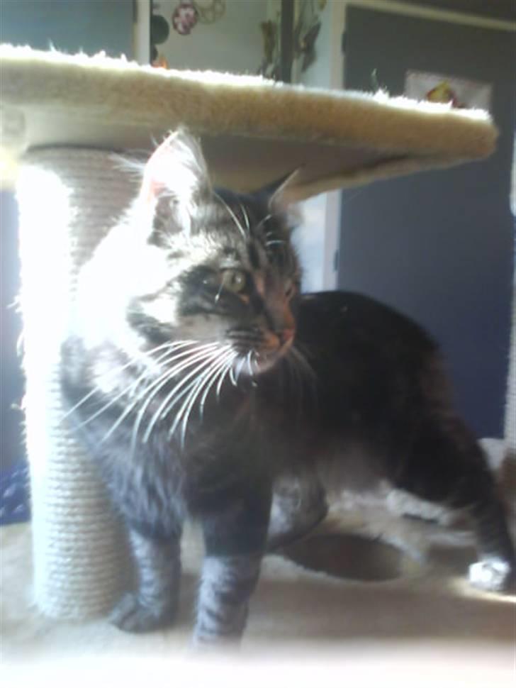 Blanding af racer Smoke (R.I.P) billede 1