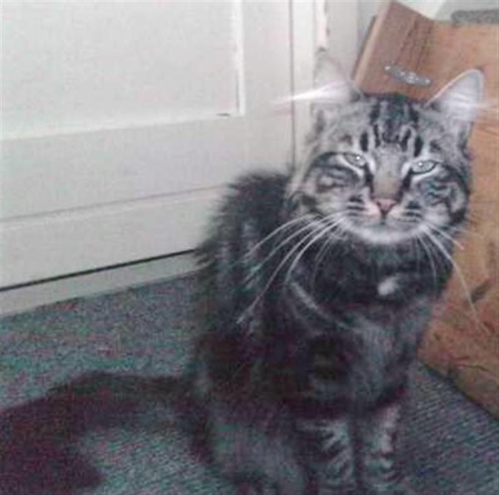 Blanding af racer Smoke (R.I.P) billede 2