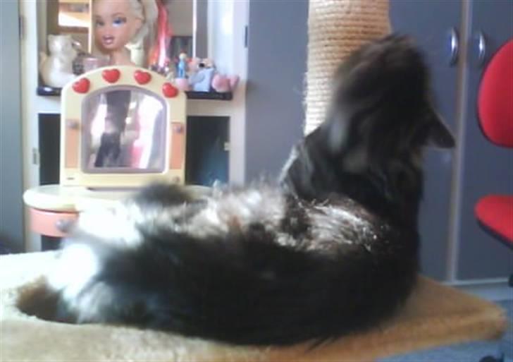 Blanding af racer Smoke (R.I.P) billede 3