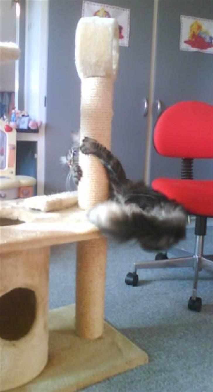 Blanding af racer Smoke (R.I.P) billede 4