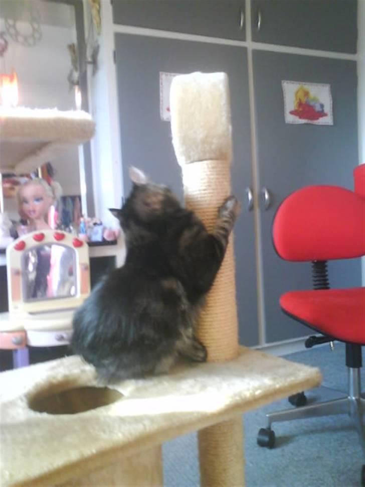 Blanding af racer Smoke (R.I.P) billede 5