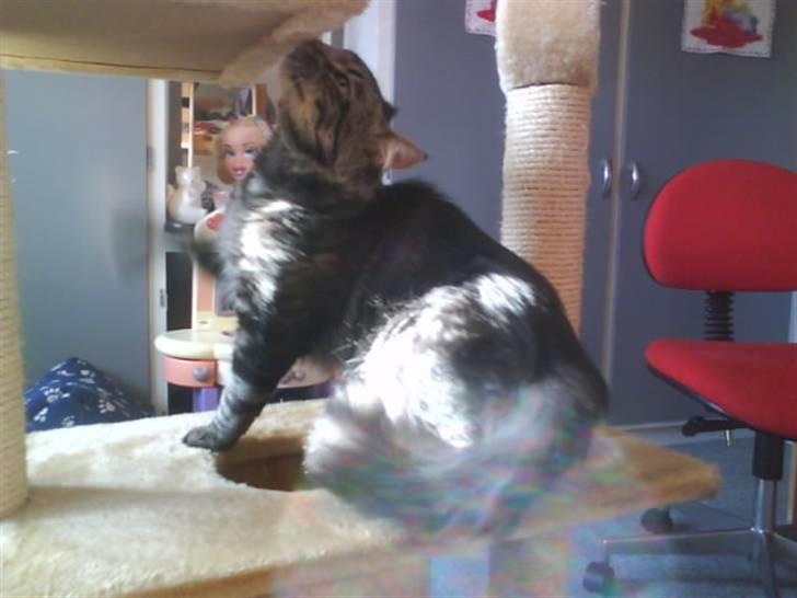 Blanding af racer Smoke (R.I.P) billede 6