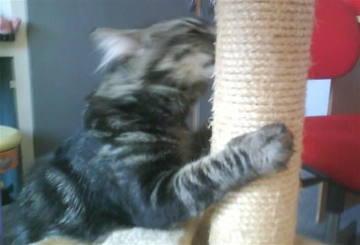 Blanding af racer Smoke (R.I.P) billede 7