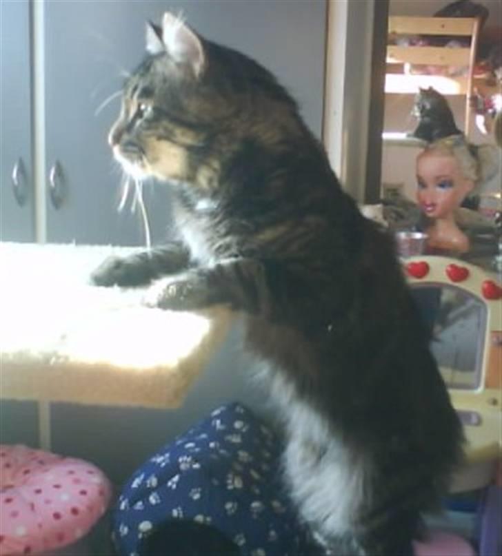 Blanding af racer Smoke (R.I.P) billede 8