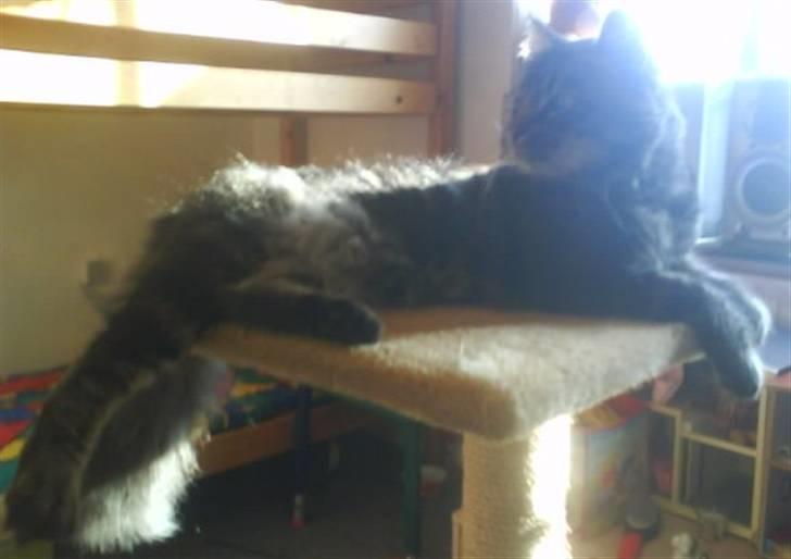 Blanding af racer Smoke (R.I.P) billede 9