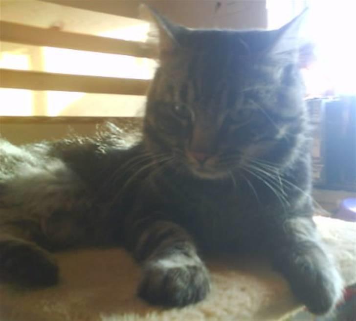 Blanding af racer Smoke (R.I.P) billede 10