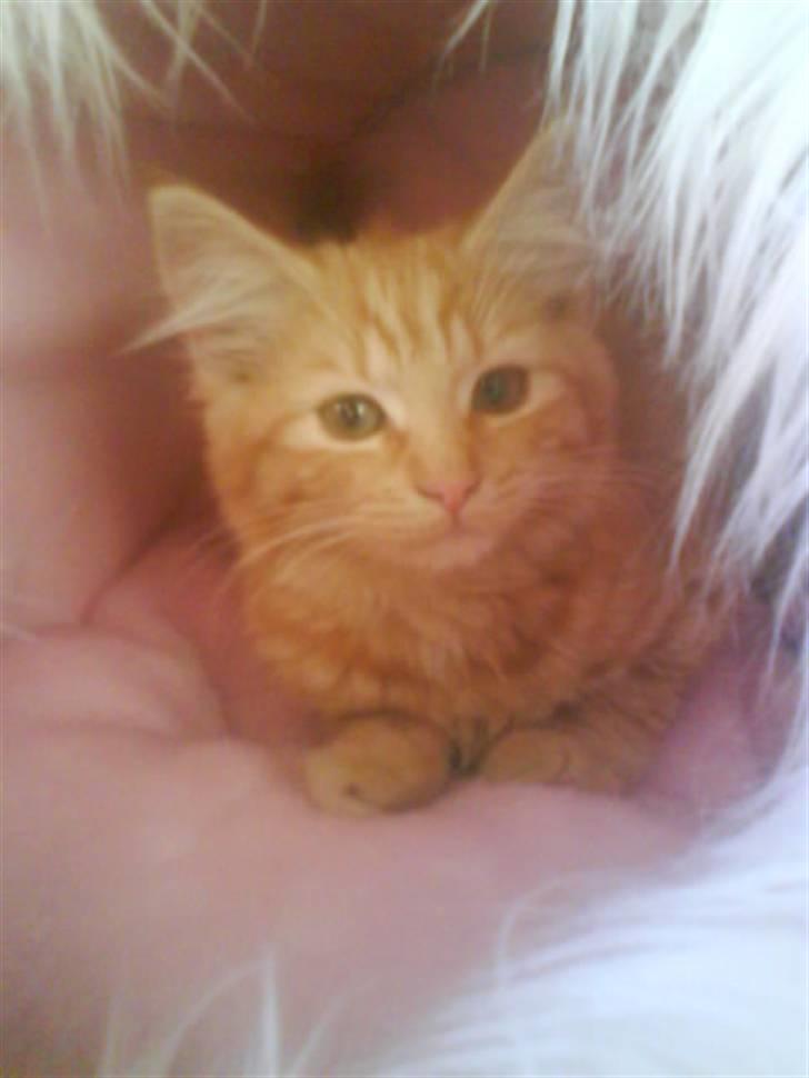 Norsk Skovkat Star billede 1