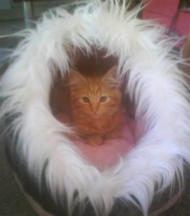 Norsk Skovkat Star billede 2