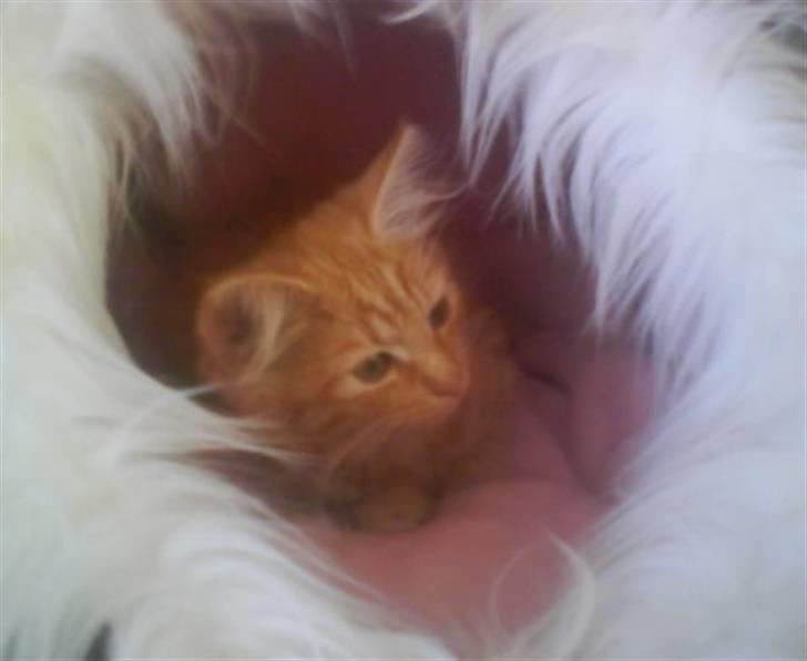 Norsk Skovkat Star billede 3