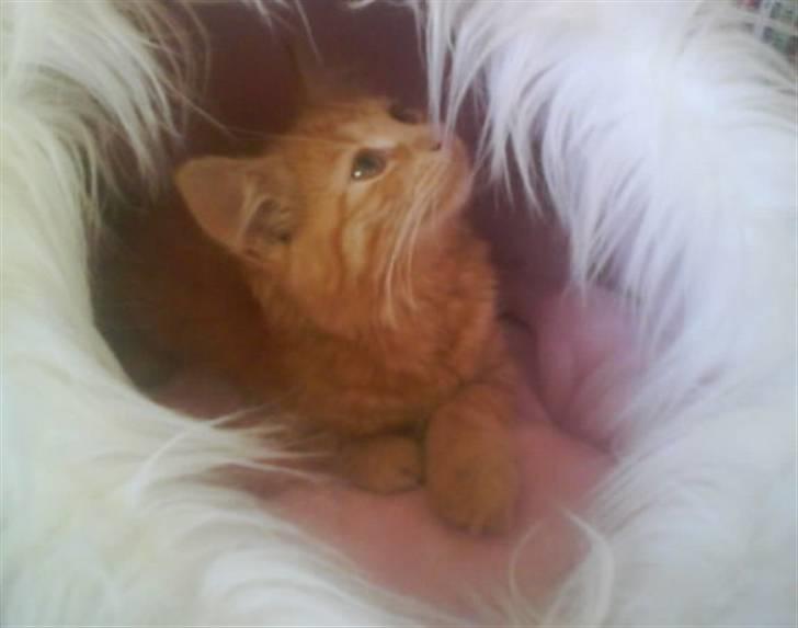 Norsk Skovkat Star billede 4