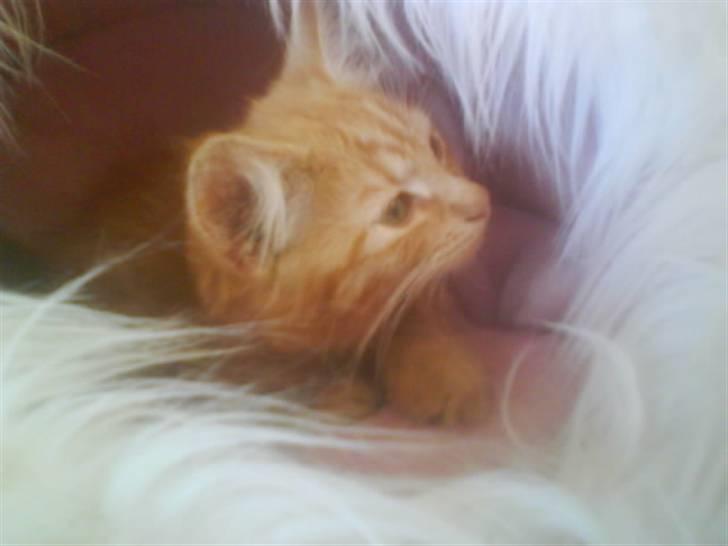 Norsk Skovkat Star billede 5