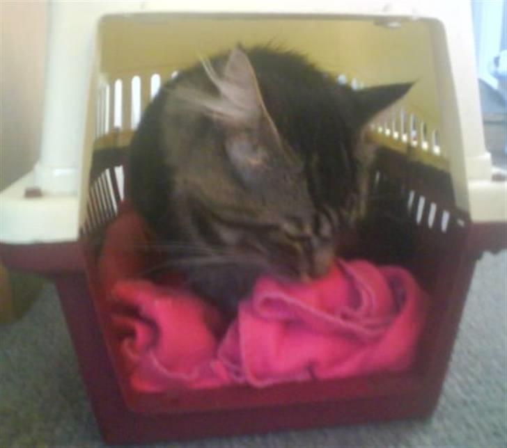 Blanding af racer Smoke (R.I.P) billede 11