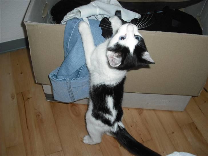 Huskat Mali billede 1