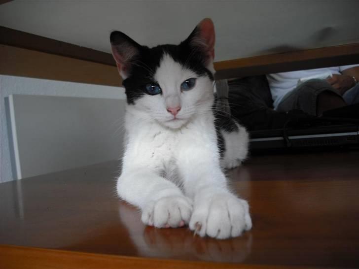 Huskat Mali billede 2