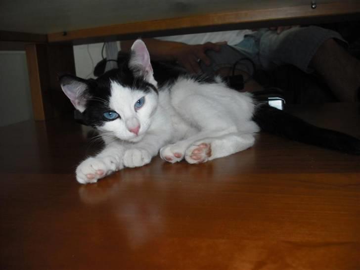 Huskat Mali billede 3