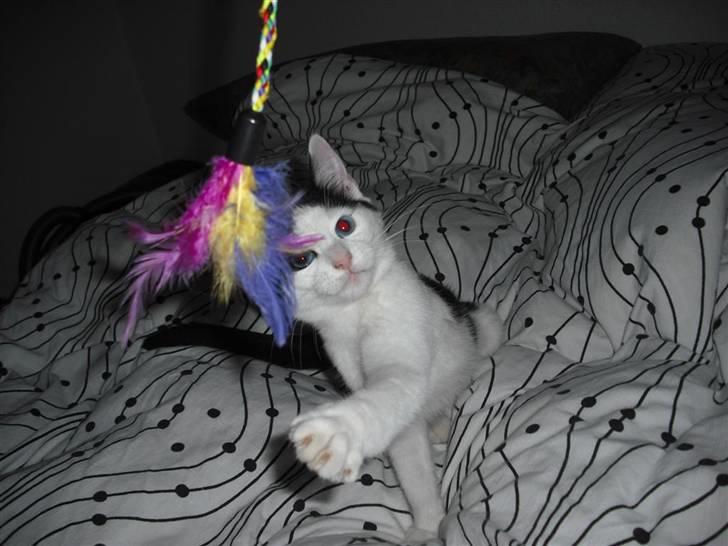 Huskat Mali billede 4