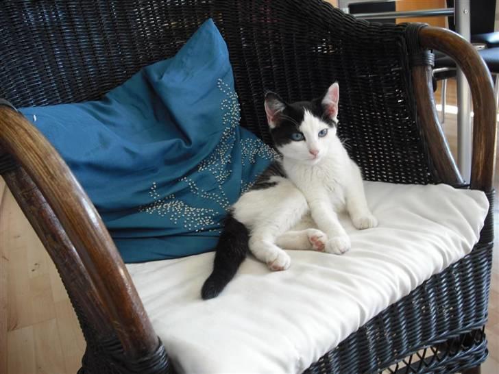 Huskat Mali billede 5