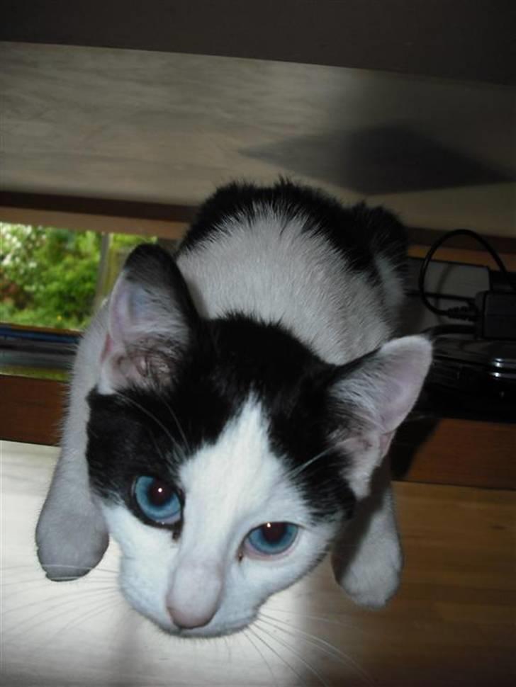 Huskat Mali billede 6