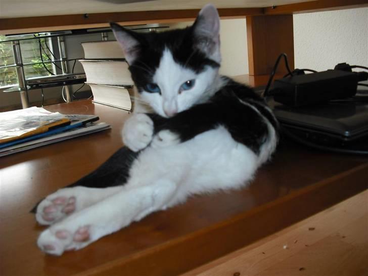 Huskat Mali billede 7