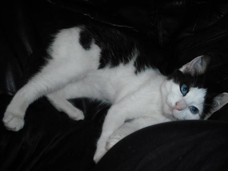 Huskat Mali billede 8