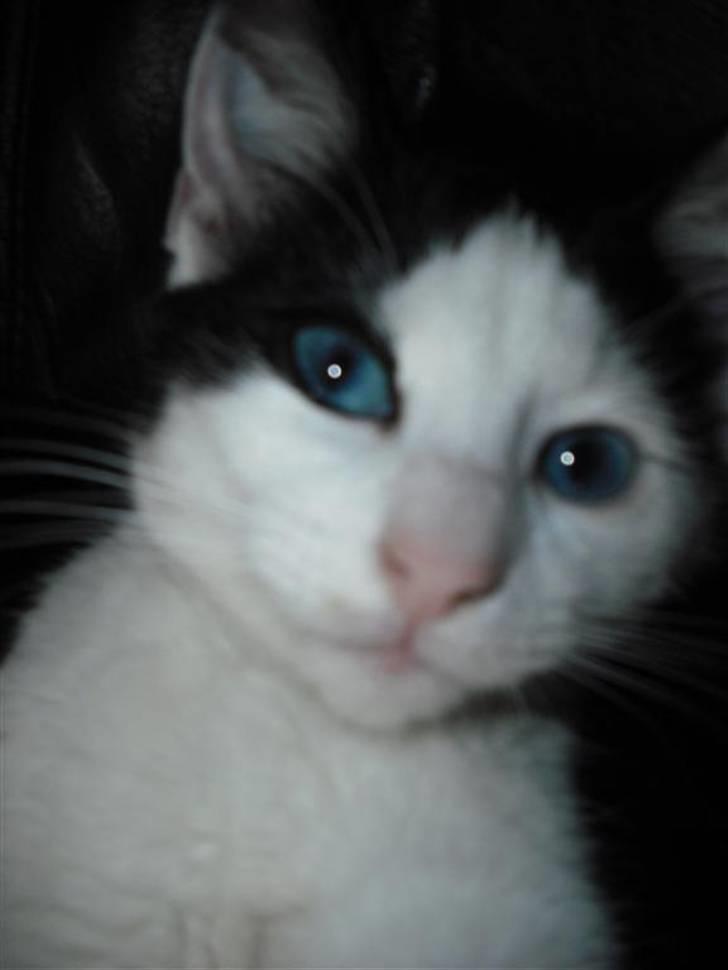 Huskat Mali billede 9