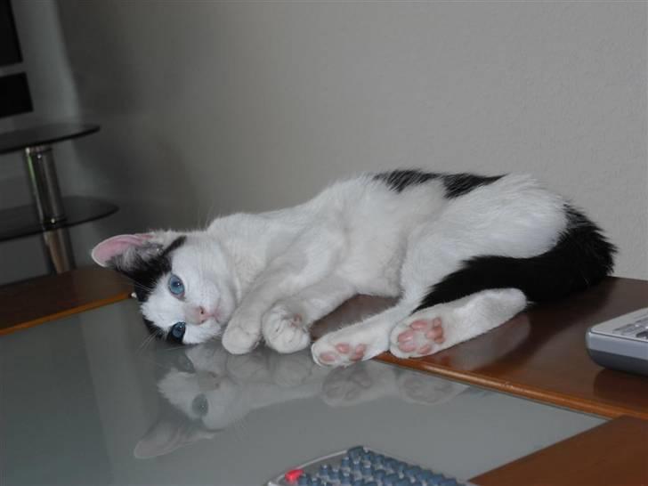 Huskat Mali billede 10