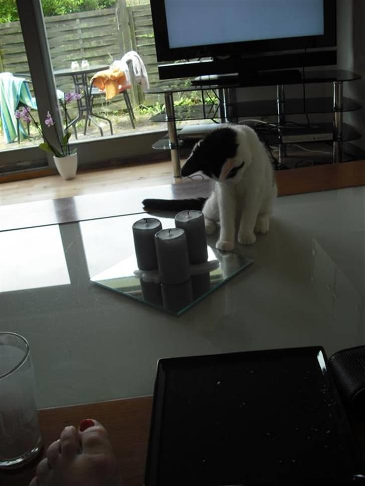 Huskat Mali billede 11