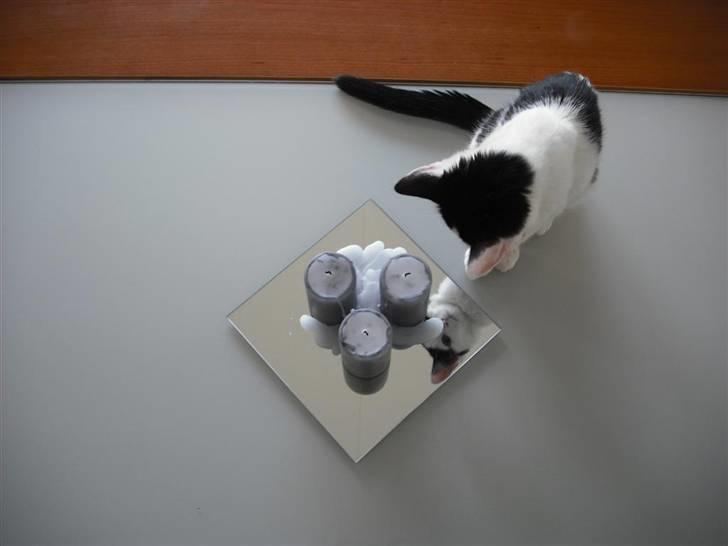 Huskat Mali billede 12