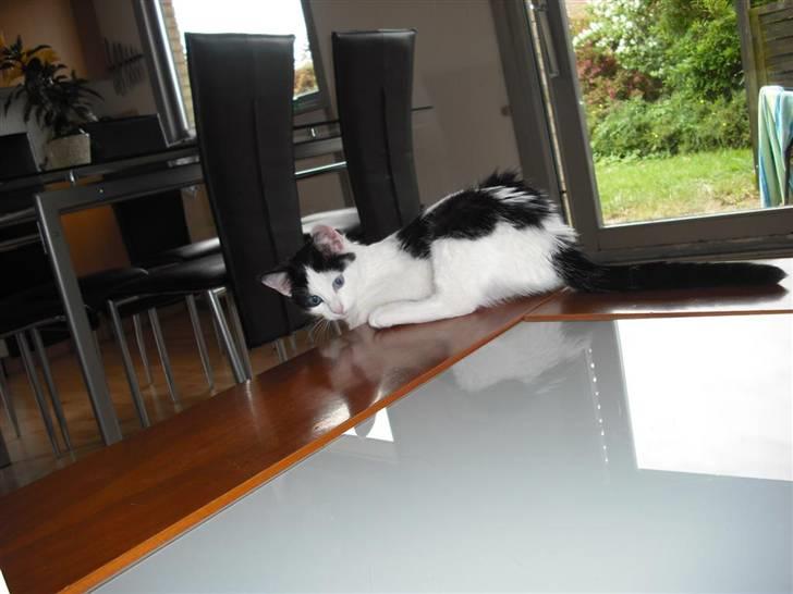 Huskat Mali billede 13