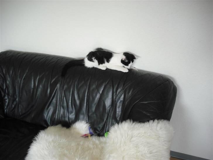 Huskat Mali billede 14