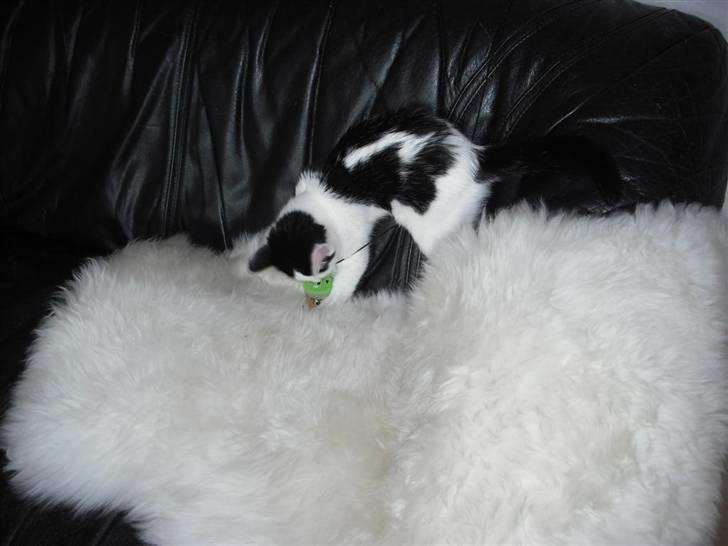 Huskat Mali billede 15