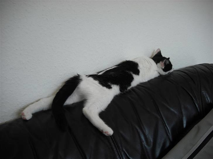 Huskat Mali billede 16