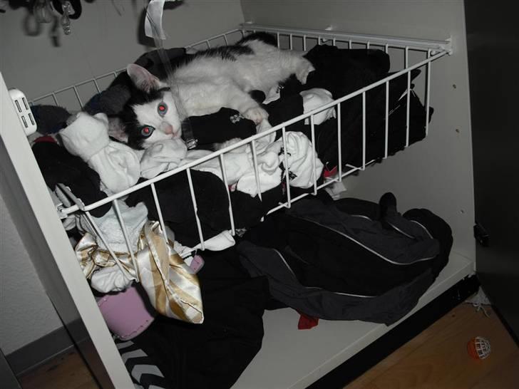 Huskat Mali billede 17