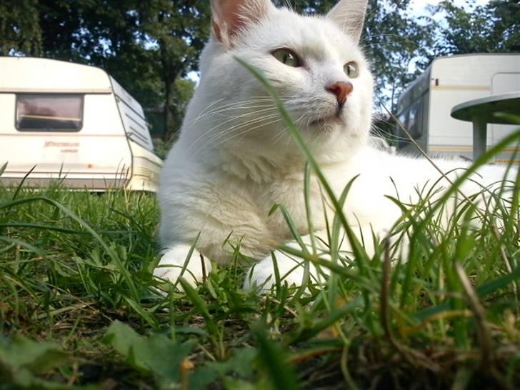 Blanding af racer Walter *Bor på Sjælland billede 8