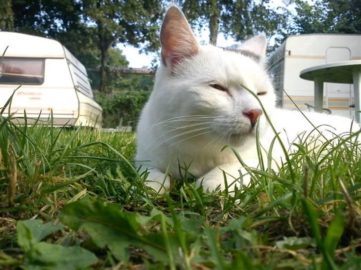 Blanding af racer Walter *Bor på Sjælland billede 9
