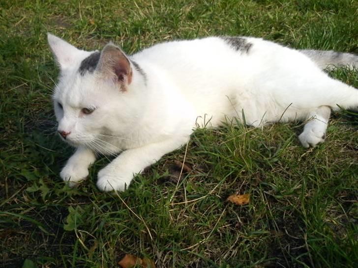 Blanding af racer Walter *Bor på Sjælland billede 10