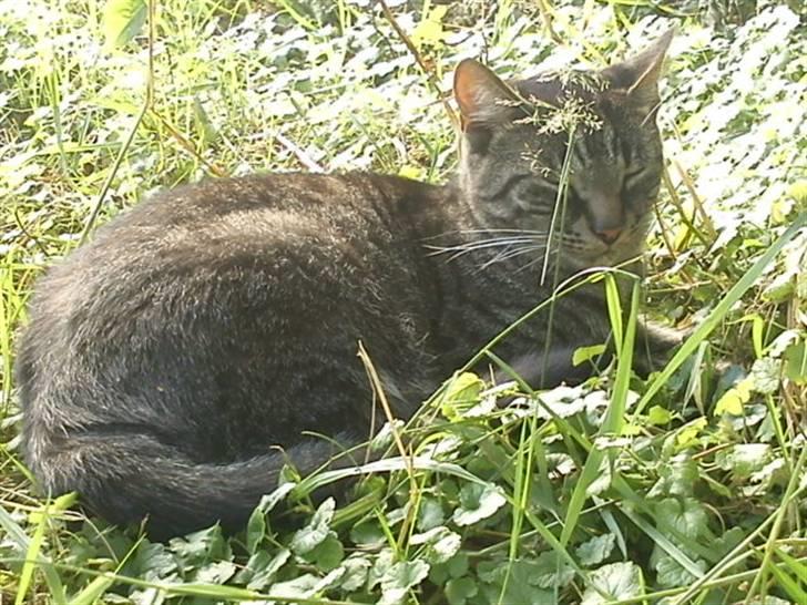 Huskat Tiger *bor på landet billede 8